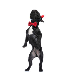 curious frenchie baby dog wearing red bowtie and back legs standing