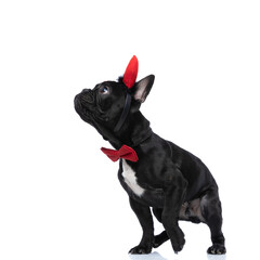 curious little french bulldog baby dog with headband and bowtie looking up