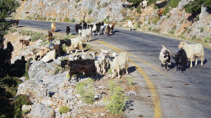 Goats on the road in Crete in Greece, Europe
