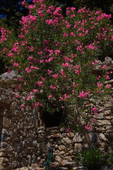 Blooming oleander in Samaria Gorge on Crete in Greece, Europe
