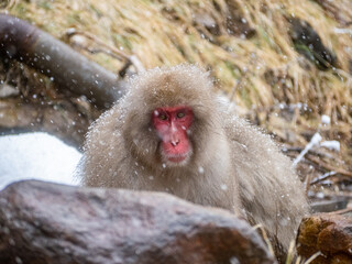 Closeup of a Japanese macaque or snow monkey outdoors on a snowy day