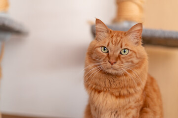 可愛い猫　茶トラ猫