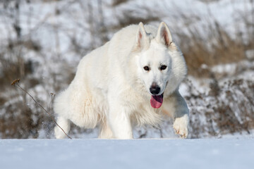 White Swiss Shepherd dog running on snow