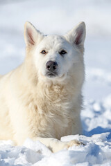 Obraz premium White Swiss Shepherd dog running on snow