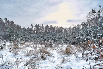Snowy road in the winter forest.