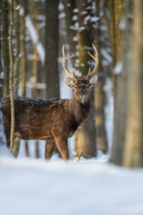Roe deer in the winter forest. Animal in natural habitat