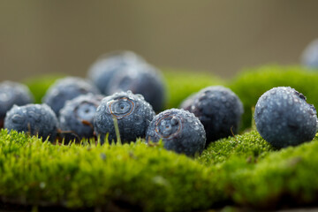 Drops of water fall on ripe blueberries. Collection of blue berries. Conceptual images of food.