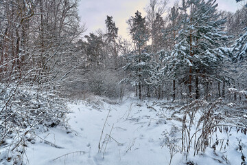 Snowy road in the winter forest.