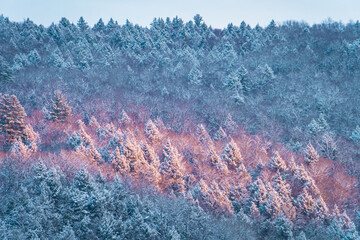 a shaft of afternoon sun lights up some of the snowy trees 
