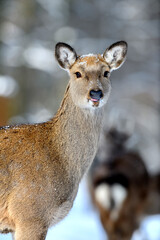 Roe deer in the winter forest. Animal in natural habitat