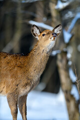 Obraz premium Roe deer in the winter forest. Animal in natural habitat