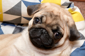 A puppy of a pug dog named Cupcake.