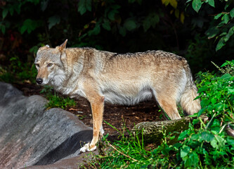 European wolf in its enclosure. Latin name - Canis lupus	
