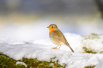 Robin - Erithacus rubecula