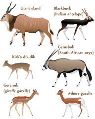 Collection of different species of antelopes in colour image: giant eland, blackbuck (indian antelope), gemsbok (south african oryx), kirk's dik-dik, gerenuk (giraffe gazelle), mhorr gazelle