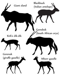 Collection of different species of antelopes in silhouette: giant eland, blackbuck (indian antelope), gemsbok (south african oryx), kirk's dik-dik, gerenuk (giraffe gazelle), mhorr gazelle