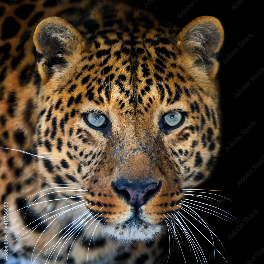 Canvas Prints close up big leopard isolated on black background
