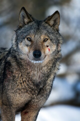 Obraz premium Gray wolf, Canis lupus, portrait in the winter forest