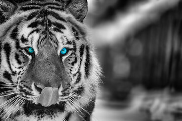 Fototapety  Wild siberian tiger portrait on snow with blue eye..