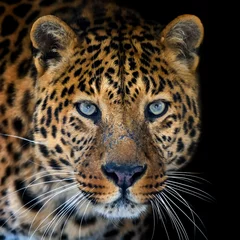 Gardinen Close up big leopard isolated on black background © byrdyak