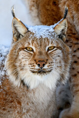 Lynx portrait in the snow. Wildlife scene from winter nature
