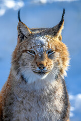 Lynx portrait in the snow. Wildlife scene from winter nature