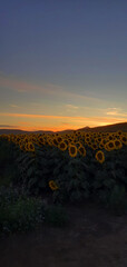 sunflowers at sunset with a view of the mountains