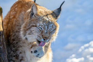 Lynx wash in the snow. Wildlife scene from winter nature