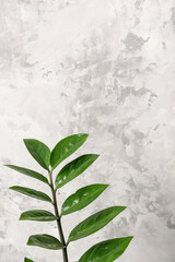 Branch with leaves of zamiokulkas close-up on the background of a gray stone wall. Front view Copy space