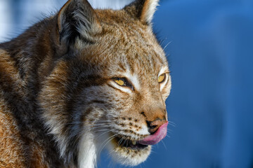 Lynx portrait in the snow. Wildlife scene from winter nature