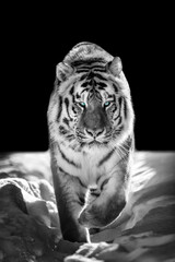 Wild siberian tiger portrait on snow with blue eye..