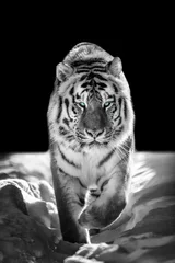 Fotobehang Wild Siberisch tijgerportret op sneeuw met blauw oog.. © byrdyak