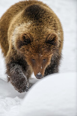 Obraz premium Wild adult Brown Bear (Ursus Arctos) in the winter forest. Dangerous animal in natural habitat