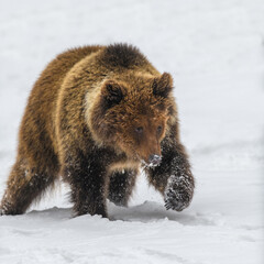 Obraz premium Wild adult Brown Bear (Ursus Arctos) in the winter forest. Dangerous animal in natural habitat