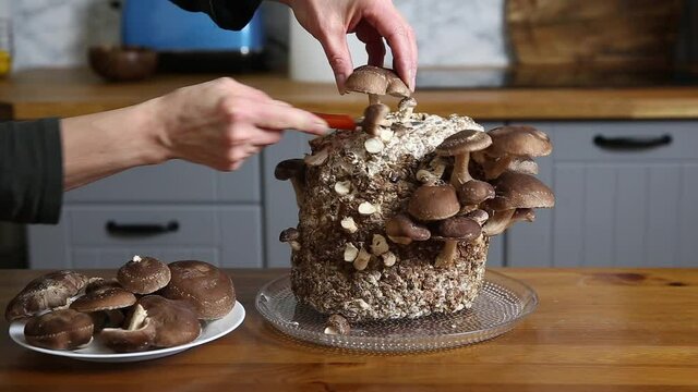 Using knife to pick cut Shiitake mushrooms, Lentinula edodes growing in home kitchen. Growing your own food, indoor garden concept.