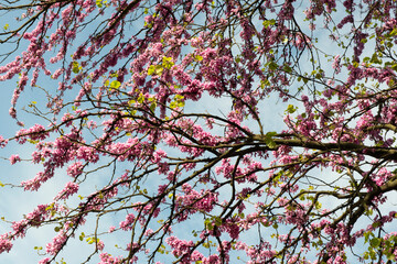 Pink flowers blooming during spring