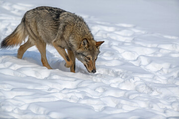 Obraz premium Close up portrait wolf in winter forest background