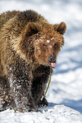 Obraz premium Wild adult Brown Bear (Ursus Arctos) in the winter forest. Dangerous animal in natural habitat