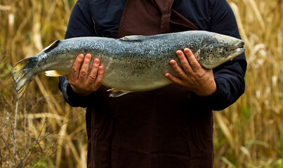 Fisherman with a caught fish. A man holds a fish in his hands, catching at autumn