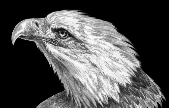 Realistic freehand drawing. Eagle head isolated on a black background. Monochrome illustration