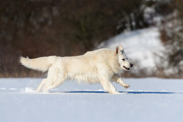 White Swiss Shepherd dog running on snow