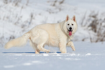 White Swiss Shepherd dog running on snow