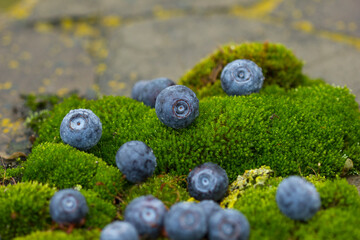 Water drops on sweet blueberry. 