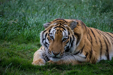Fototapeta na wymiar tiger lying in the grass