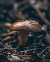 Mushroom