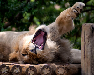 a lion lying on a wooden plat form busy to yawn