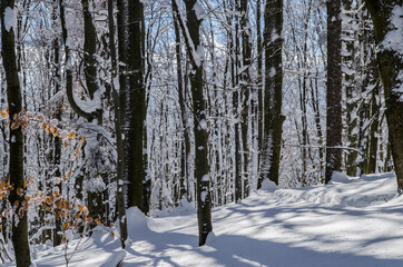 Fototapeta premium Zima w Bieszczadach