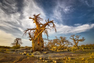 Fotobehang Landscape with Baobab trees (Adansonia digitata) in the Makgadikgadi salt pan, Botswana © Chris