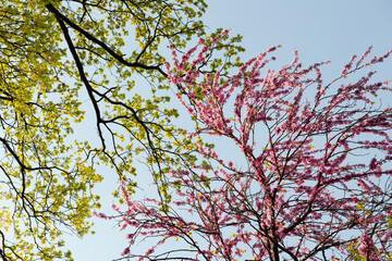 Pink flowers blooming during spring