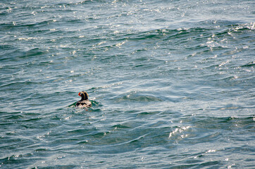 Surfing in the Sea. Russia, Kamchatka 2020. Photo taken during an expedition to the volcano.